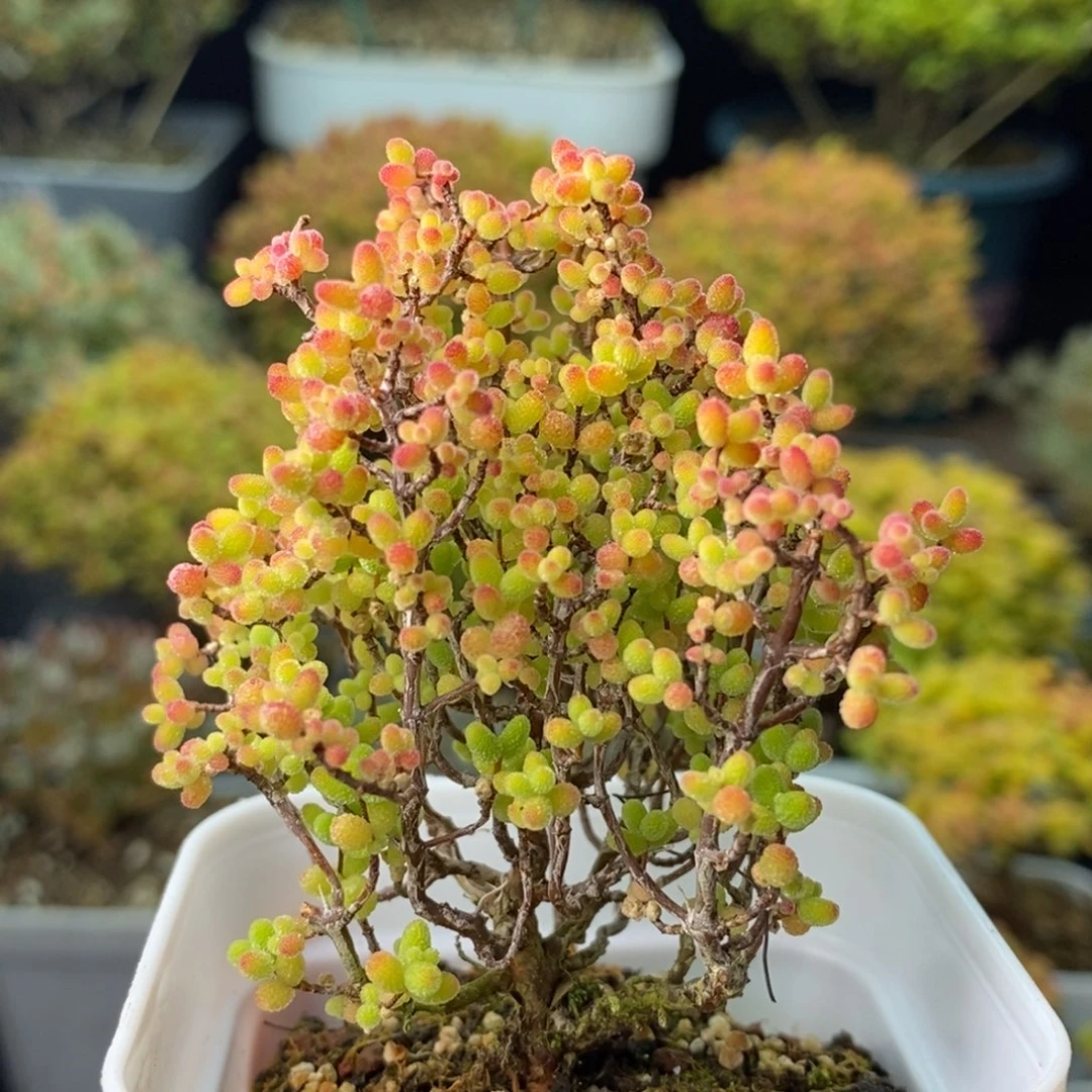 1338蜜橘糖球 。