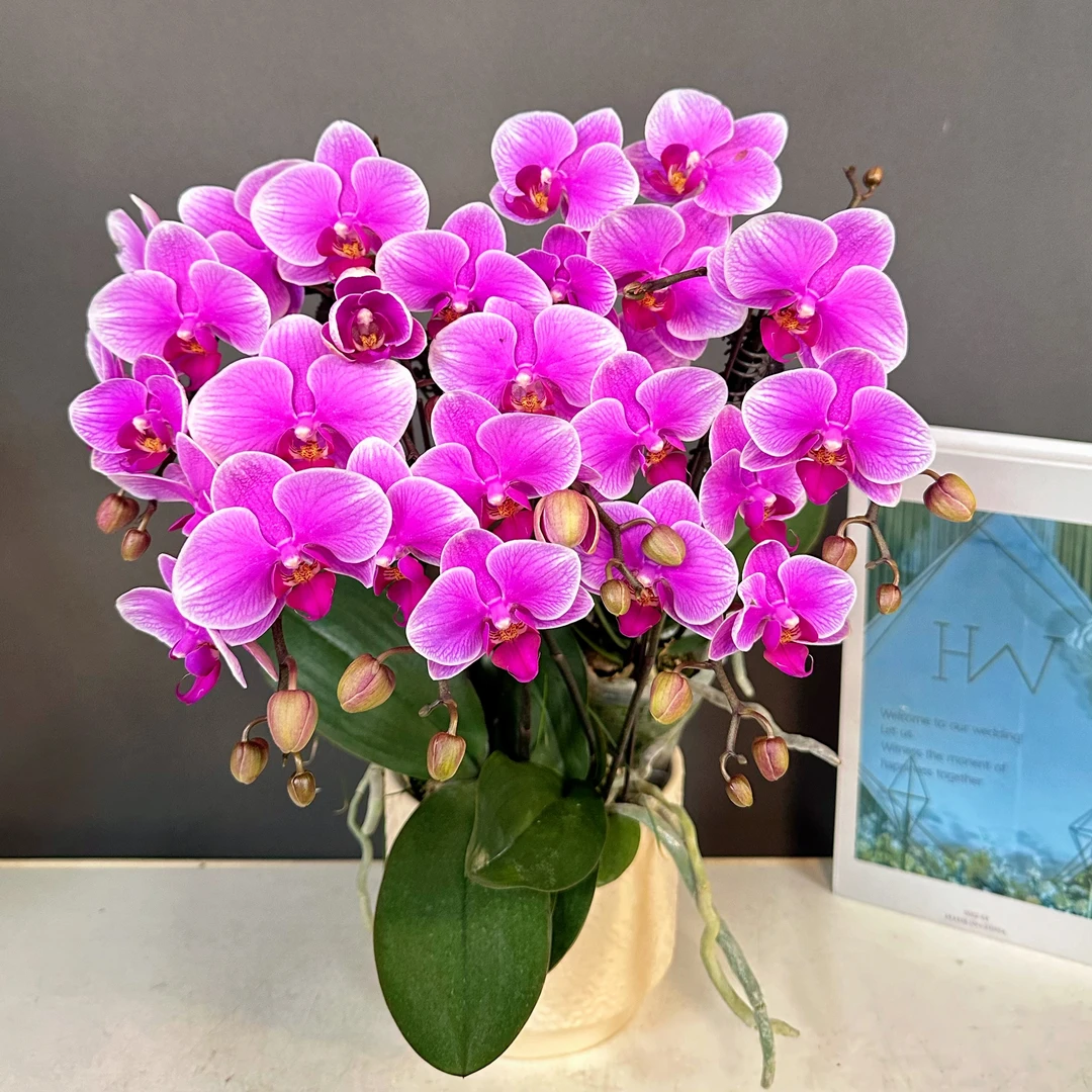 蝴蝶兰【红霞飞】紫粉红色系 色彩娇艳 蝴蝶兰鲜花室内送礼高端花卉