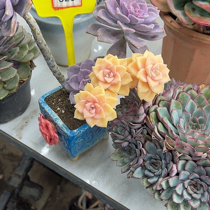 婀***娜紫乐多肉植物提取技术320