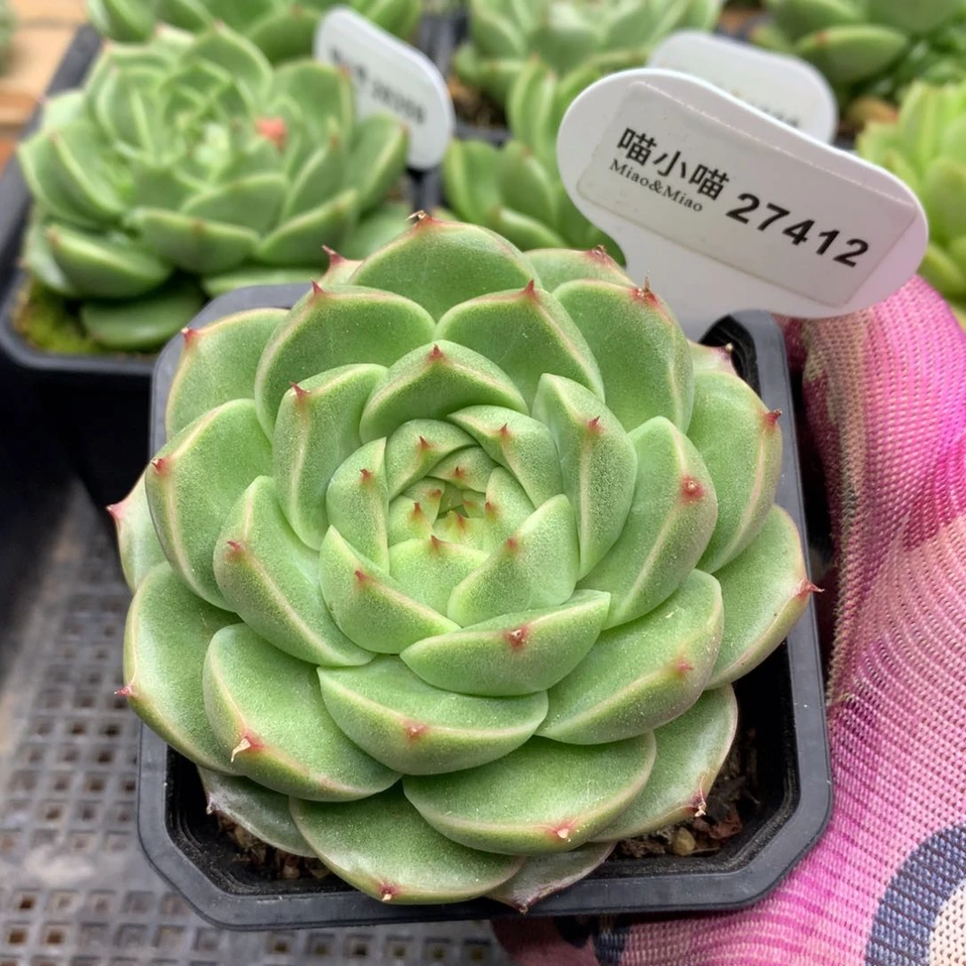 多肉植物东云珍妮