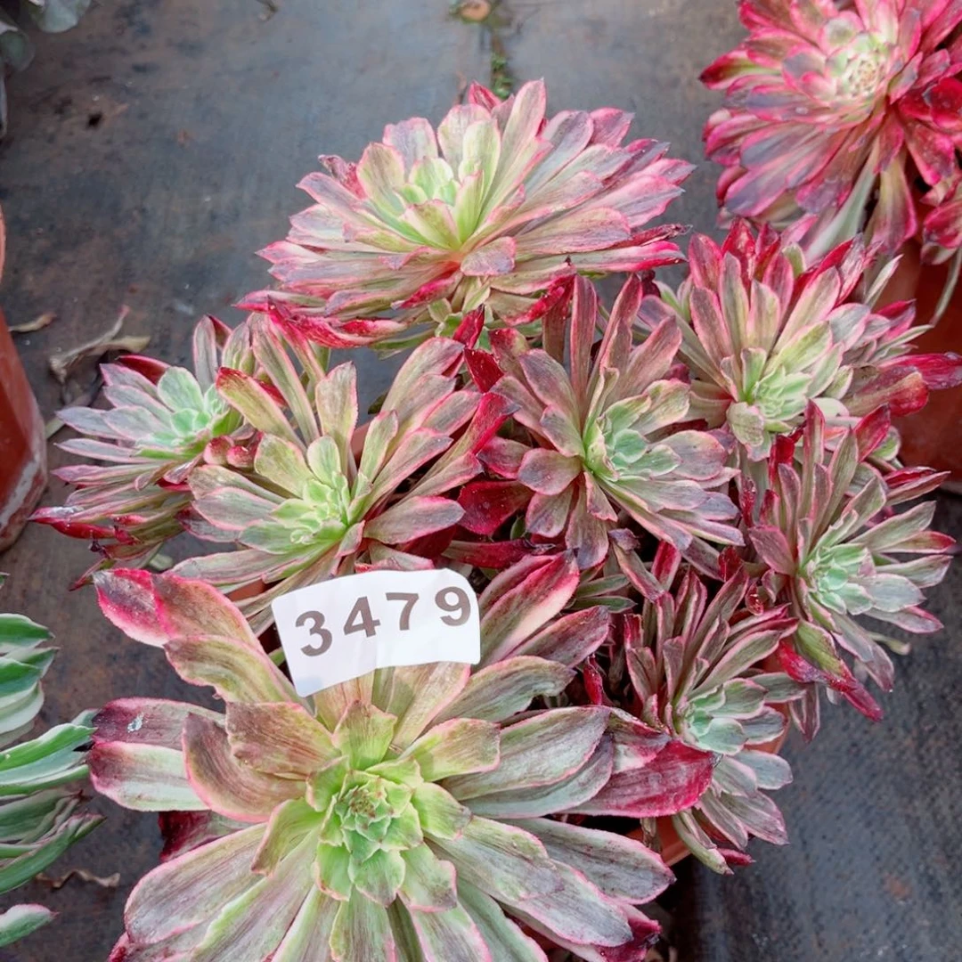 皱叶仙墨多肉发货发货