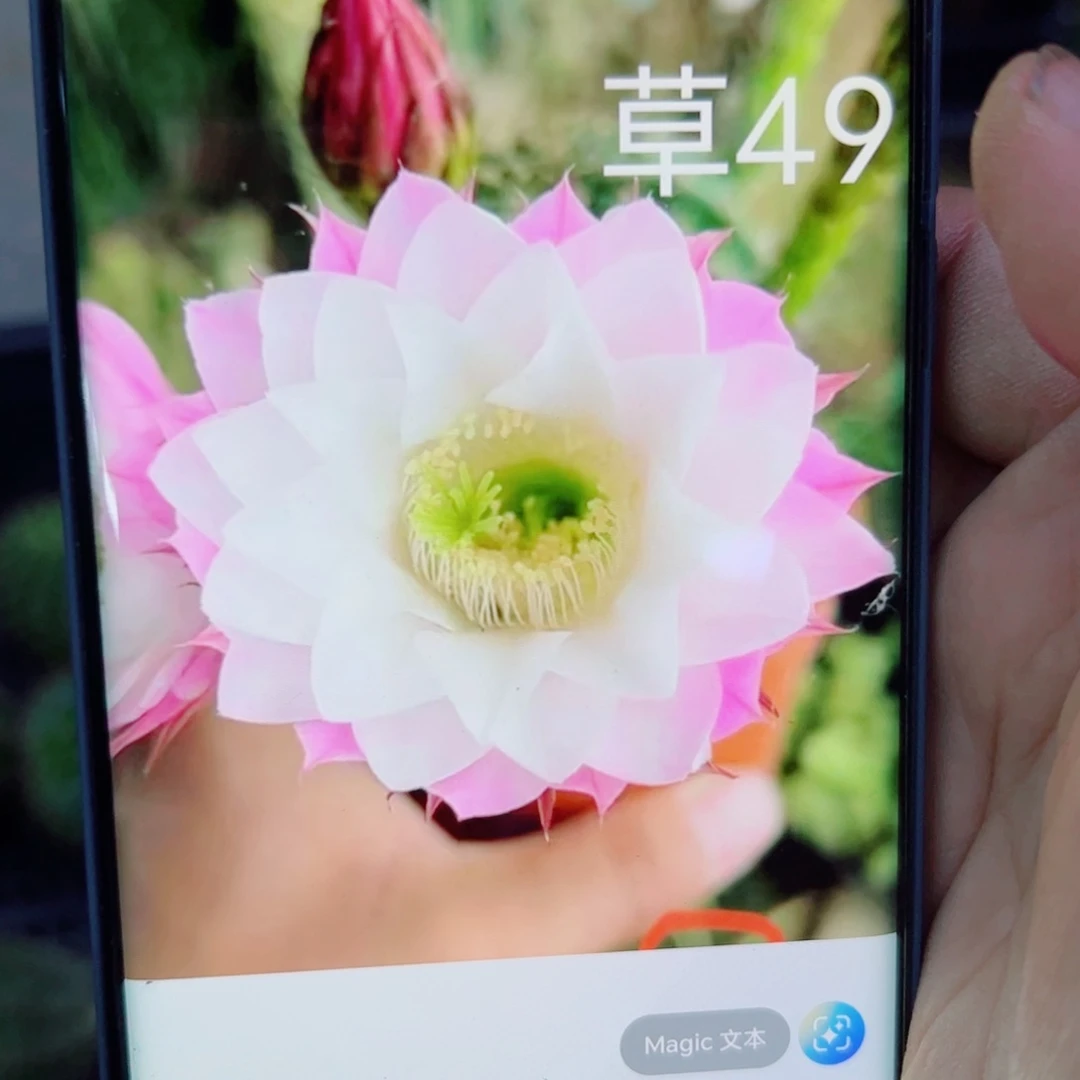 下54彩草月光雪山歪无根侧芽4公分左右20包邮