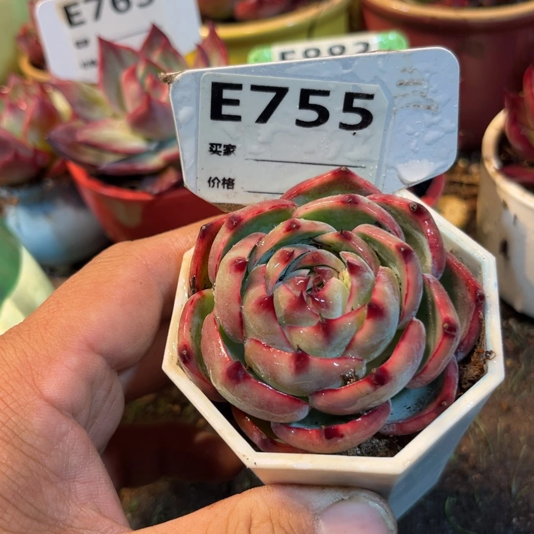 惊鸿一瞥755号多肉