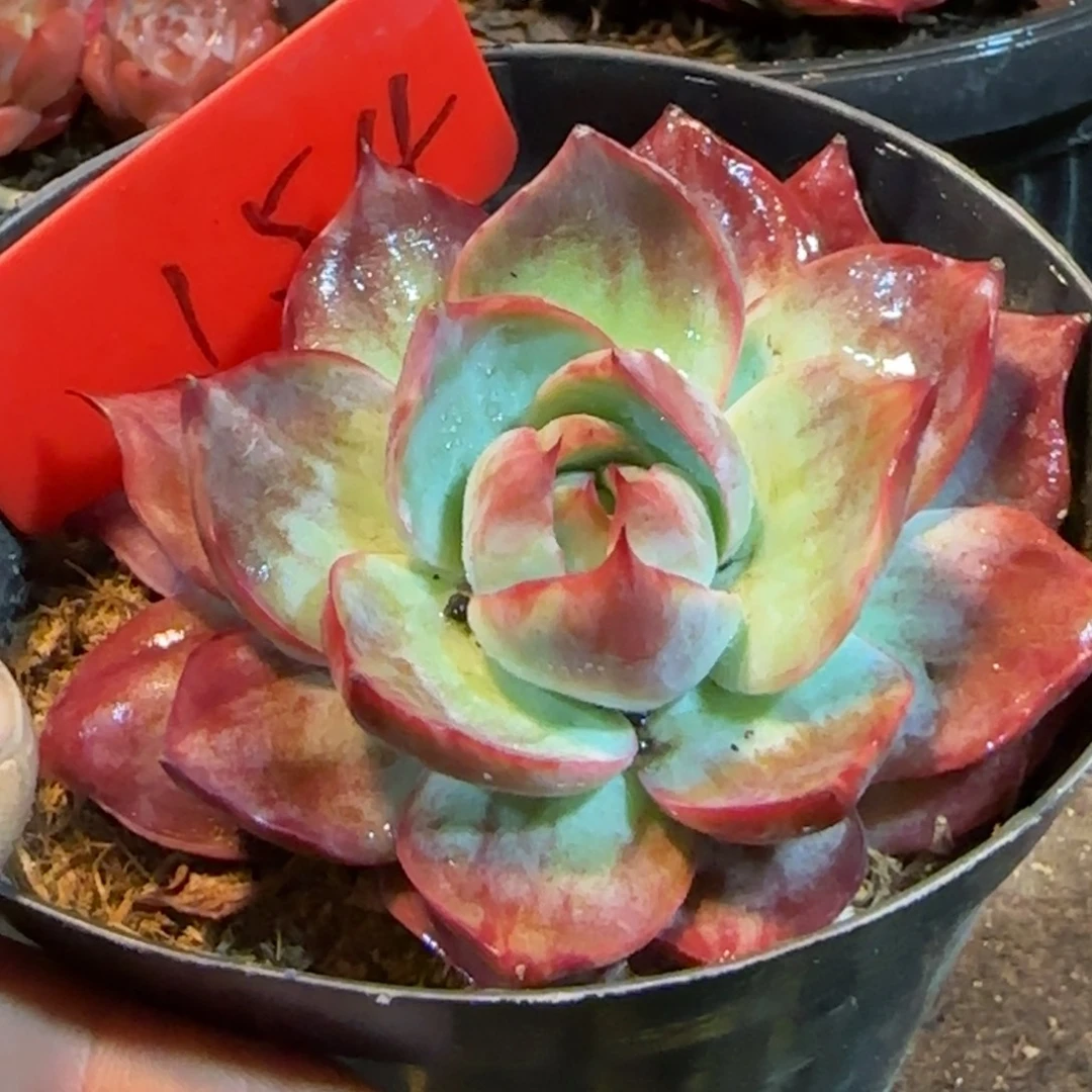 惊鸿一物一拍包装收缩花旱154