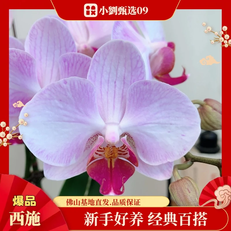 【西施09】精美蝴蝶兰花卉盆栽佛山基地批发直播次日达