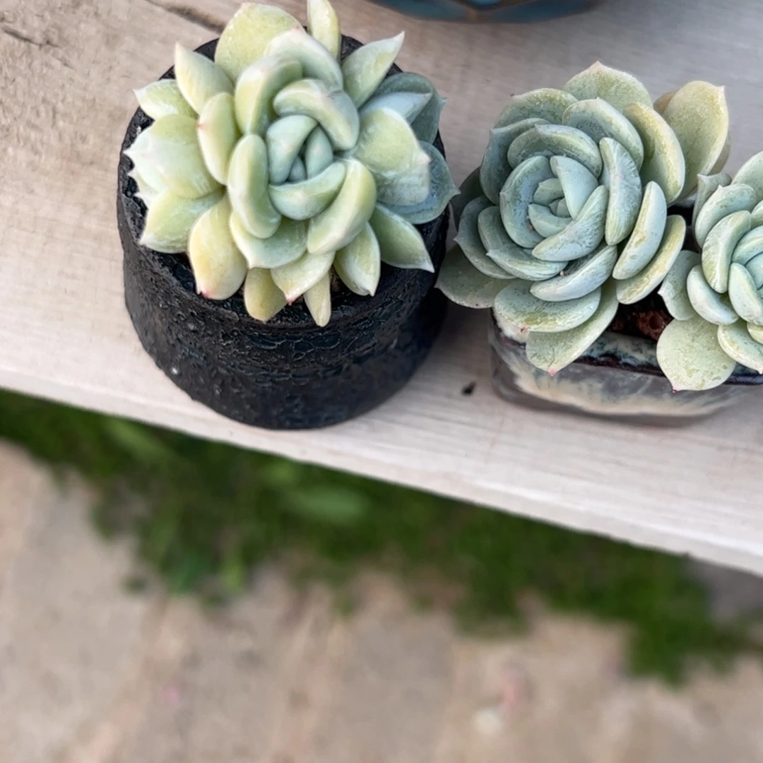 多肉植物多的植物