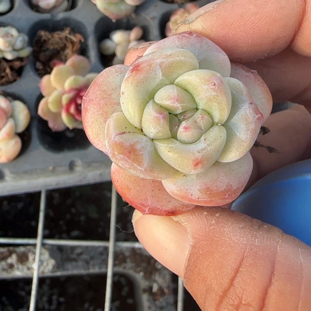 多肉小卡拉米糖心一物一拍