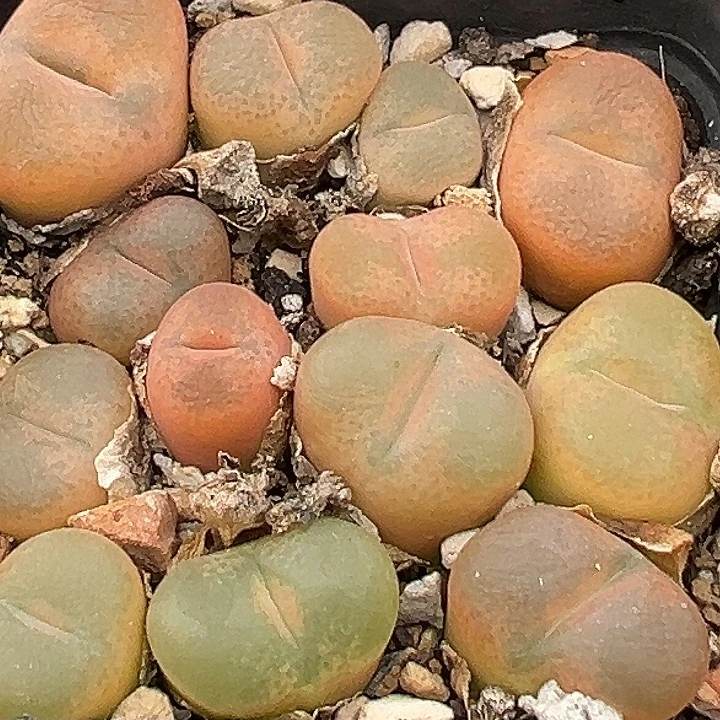 无花朵876号福利毛汗尼一盆