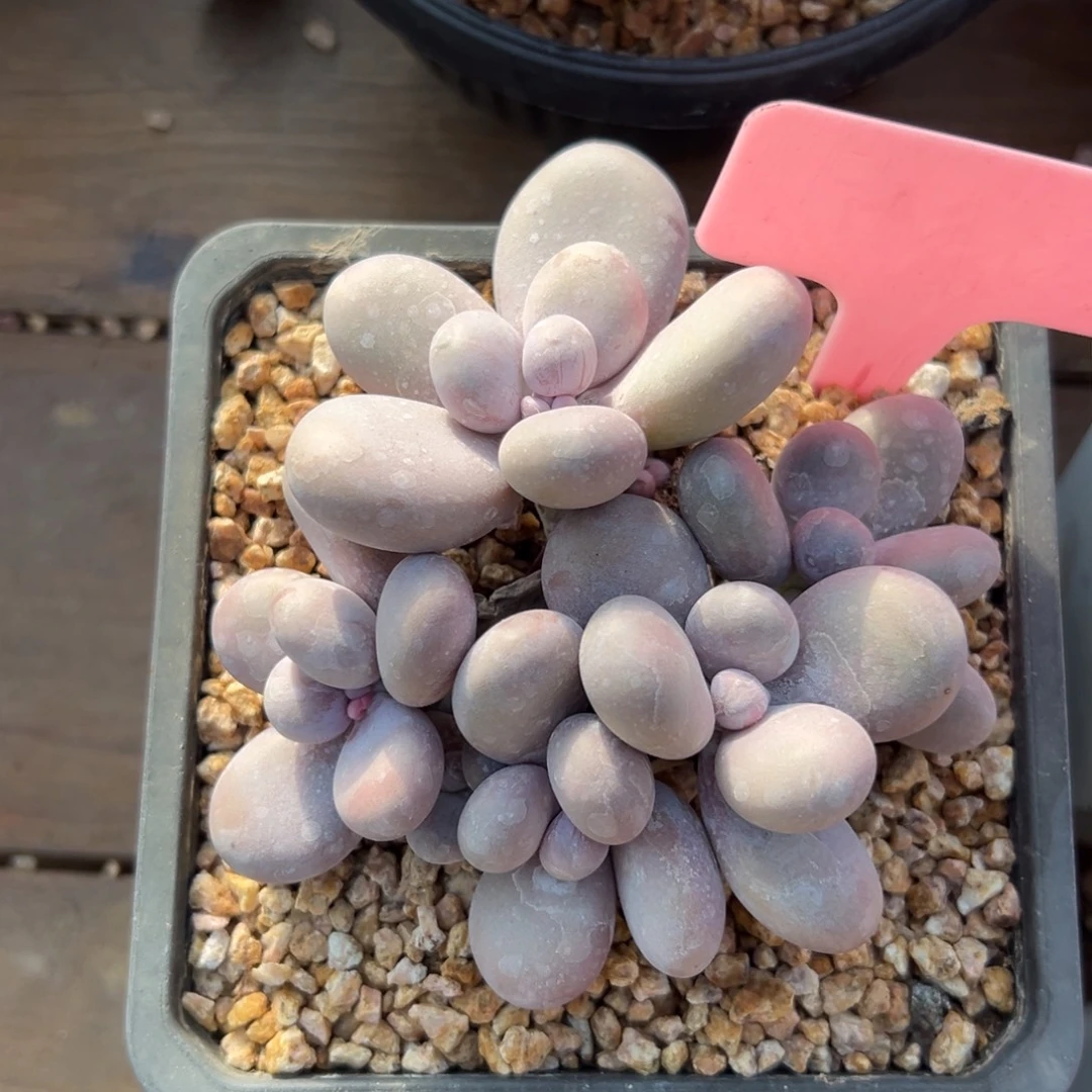 原始奶酪11111111111111