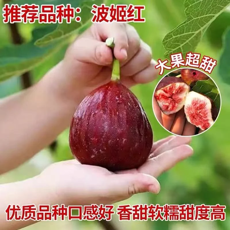 波姬红糖包无花果苗盆栽地栽南北方栽种阳台庭院