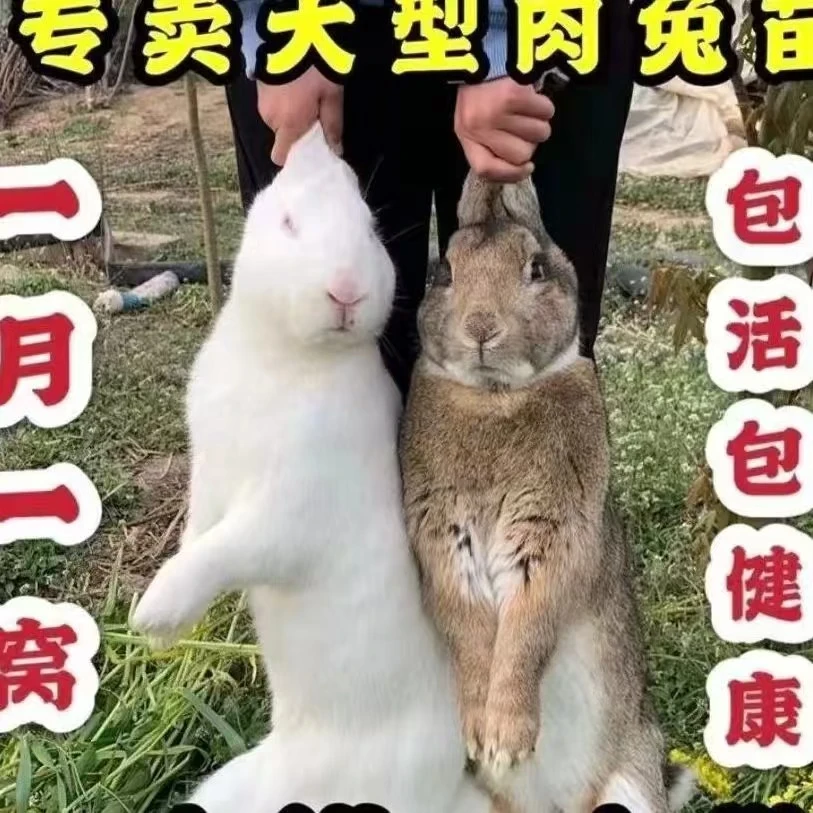 兔子活体大型肉兔子小白兔小兔子比利时巨兔新西兰肉兔苗批发
