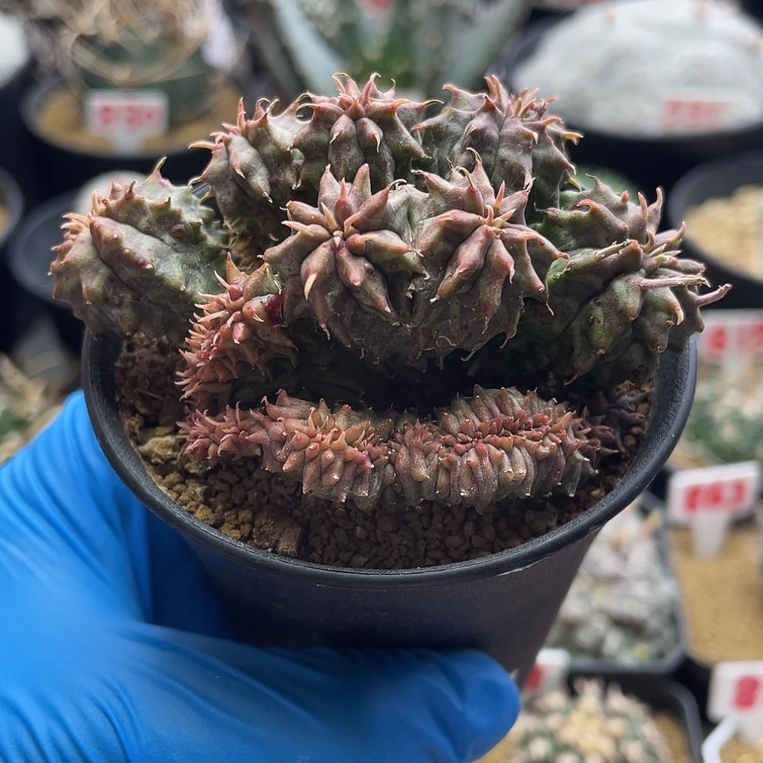 实生坤坤法丽达缀化群仙人球