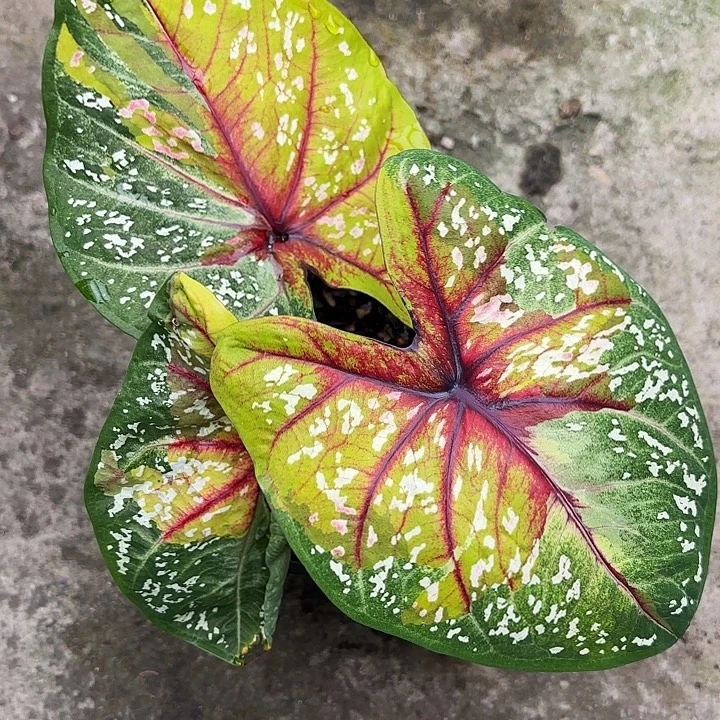 37-1113野蜂飞舞广东现货