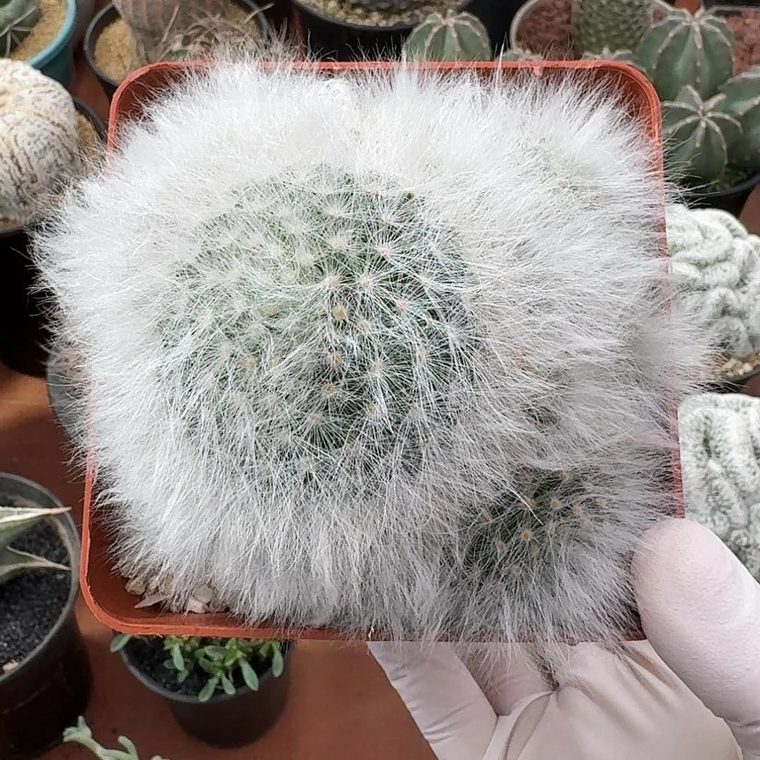 无刺丽光殿仙人球