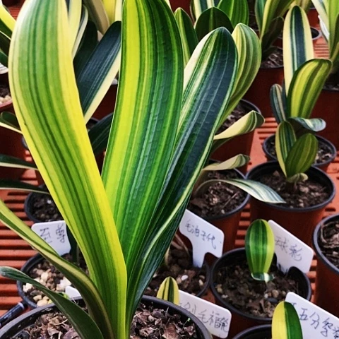 【闪购商品】辰*曦