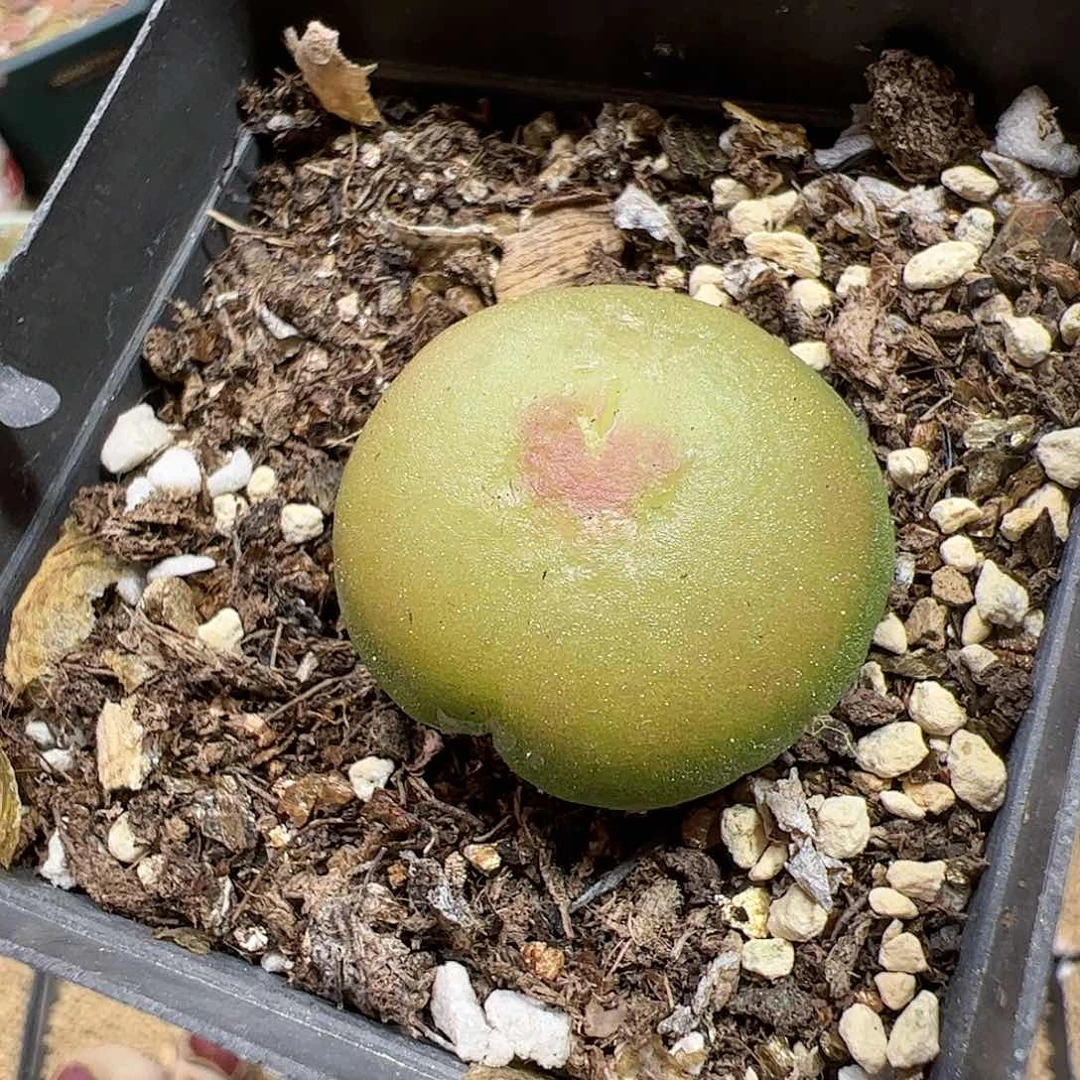 【闪购商品】306 灯泡