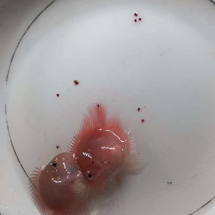 鹦鹉鱼迷你鹦鹉鱼