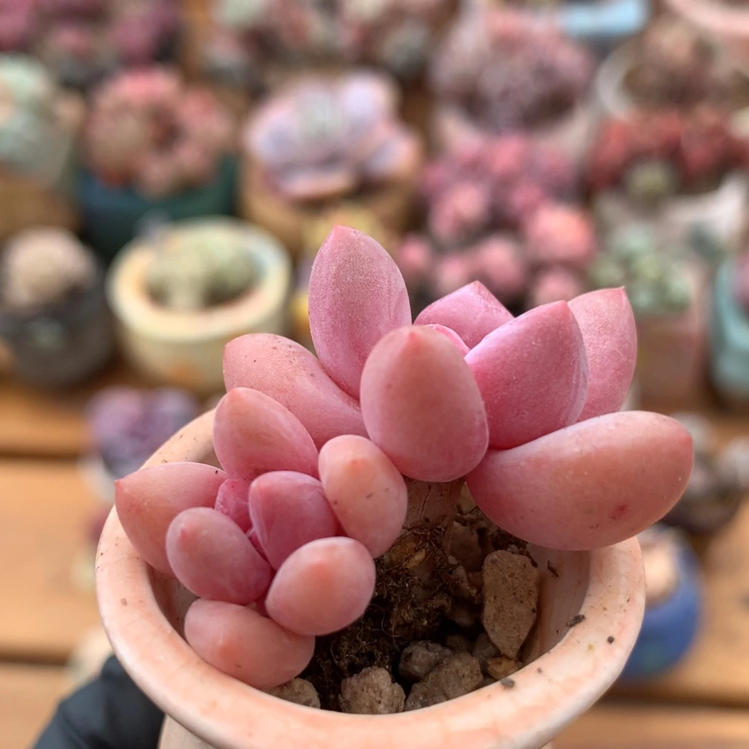 香水一物一拍 012