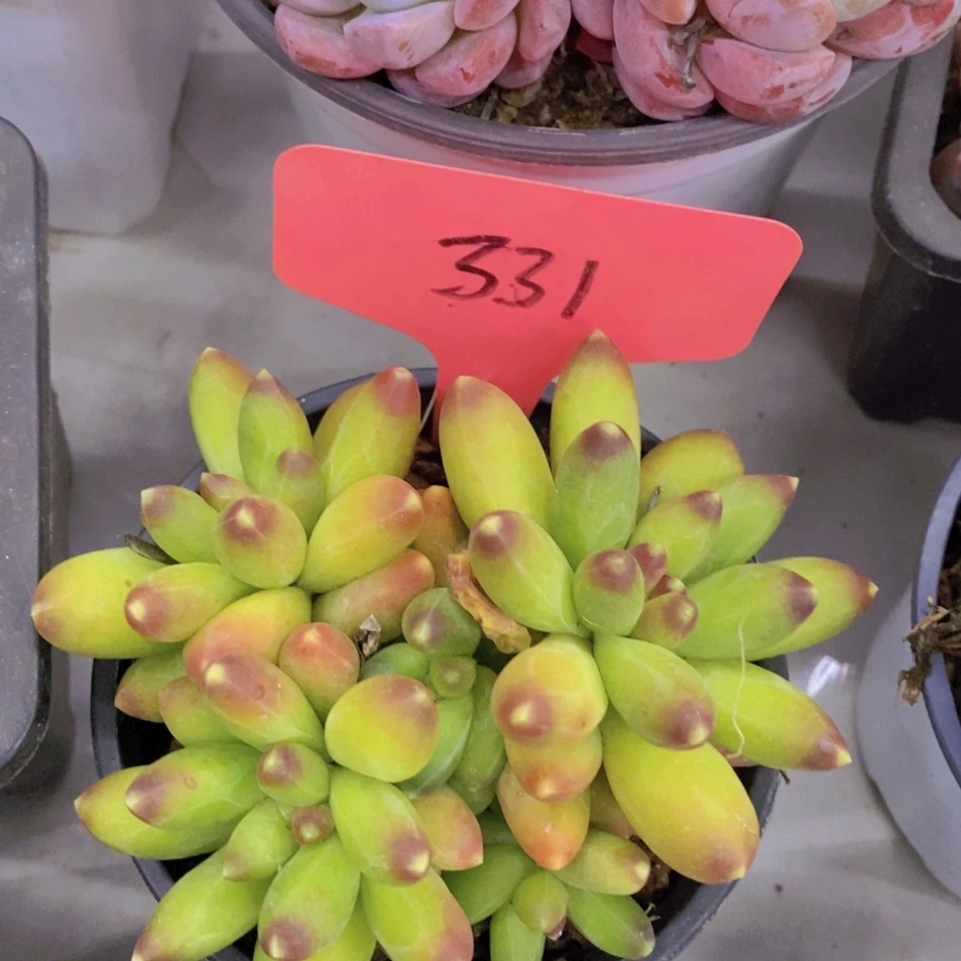 开心多肉一物一拍