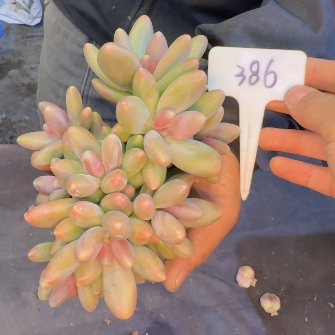 多肉植物的生长发育和生长