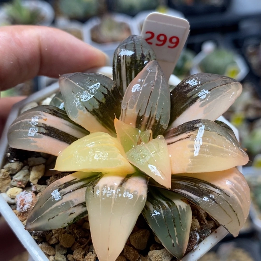 299红纹寿锦一物一拍