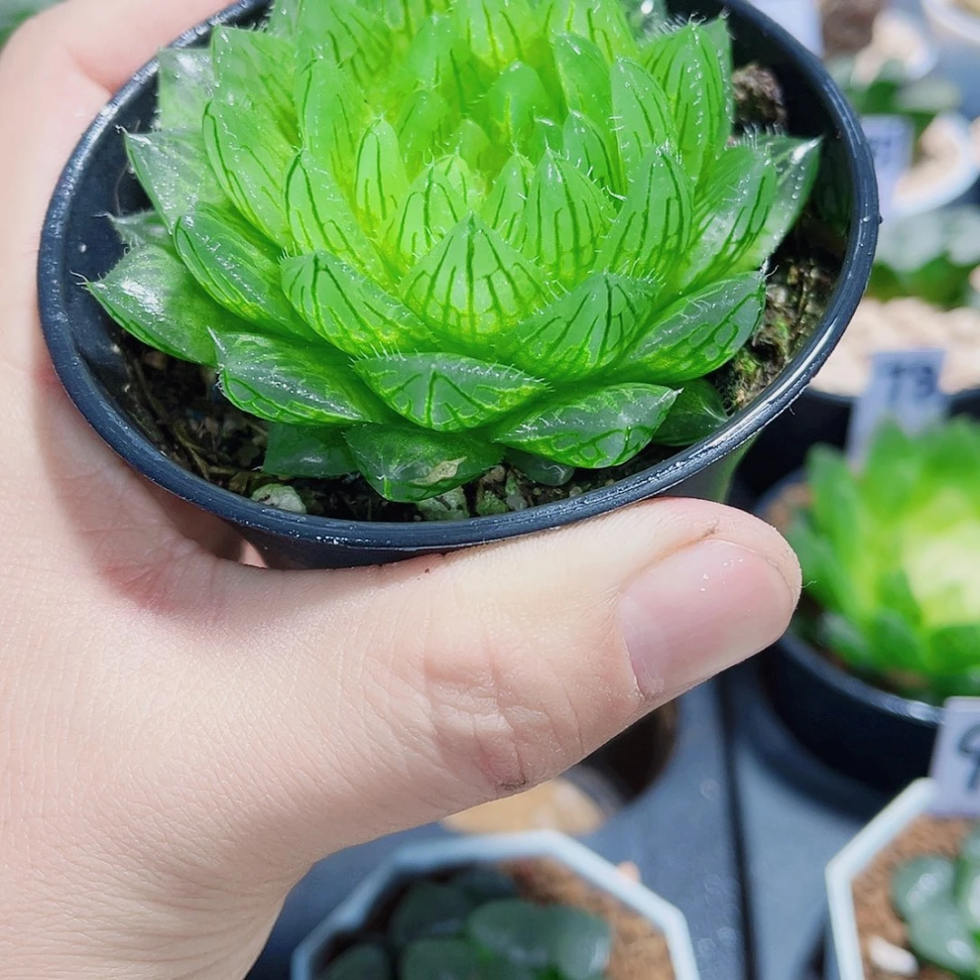 母本樱水晶新手福利