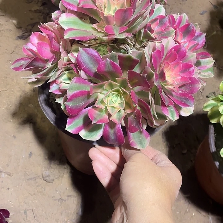 粉女巫一棵脱土10