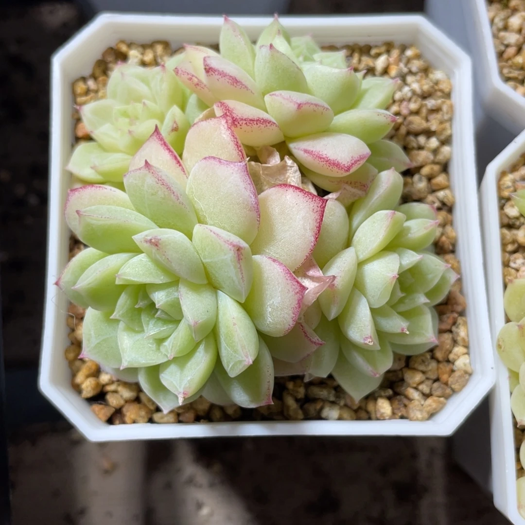 优选玫瑰花女王1852