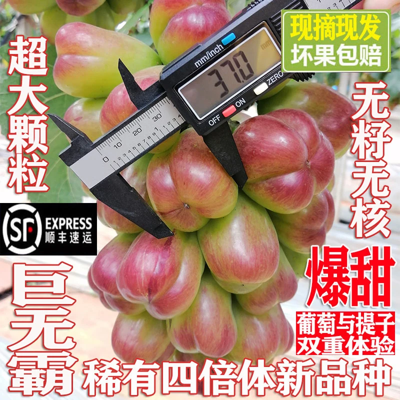 【巨无霸】超大颗粒新品种四倍体葡萄提子无籽无核爆甜多汁皮薄肉厚