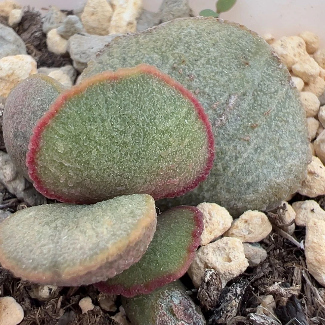 琉璃磨砂蛋大苗多肉植物水泡