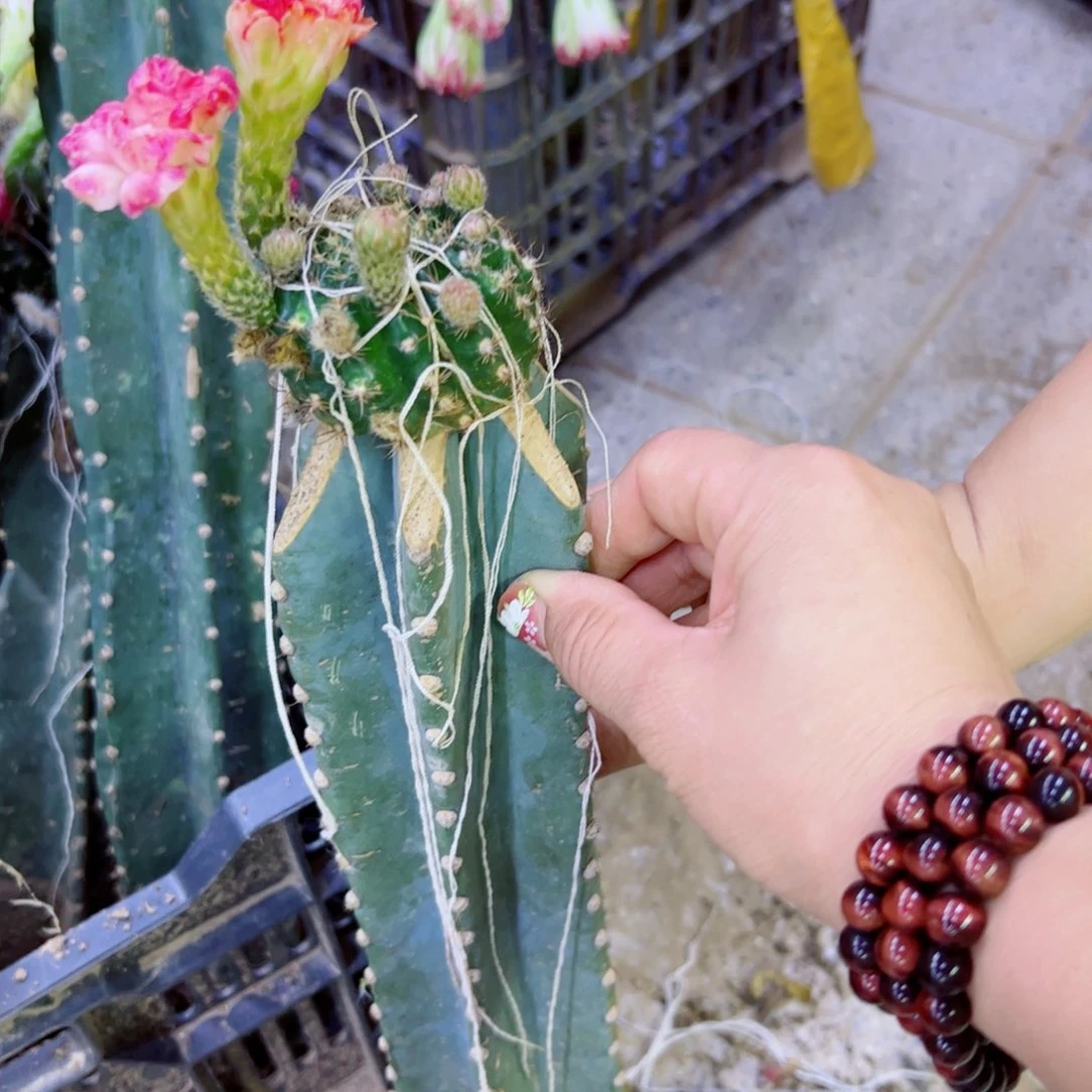 下2量天尺嫁接歪丽花斑点掰花脱土发货