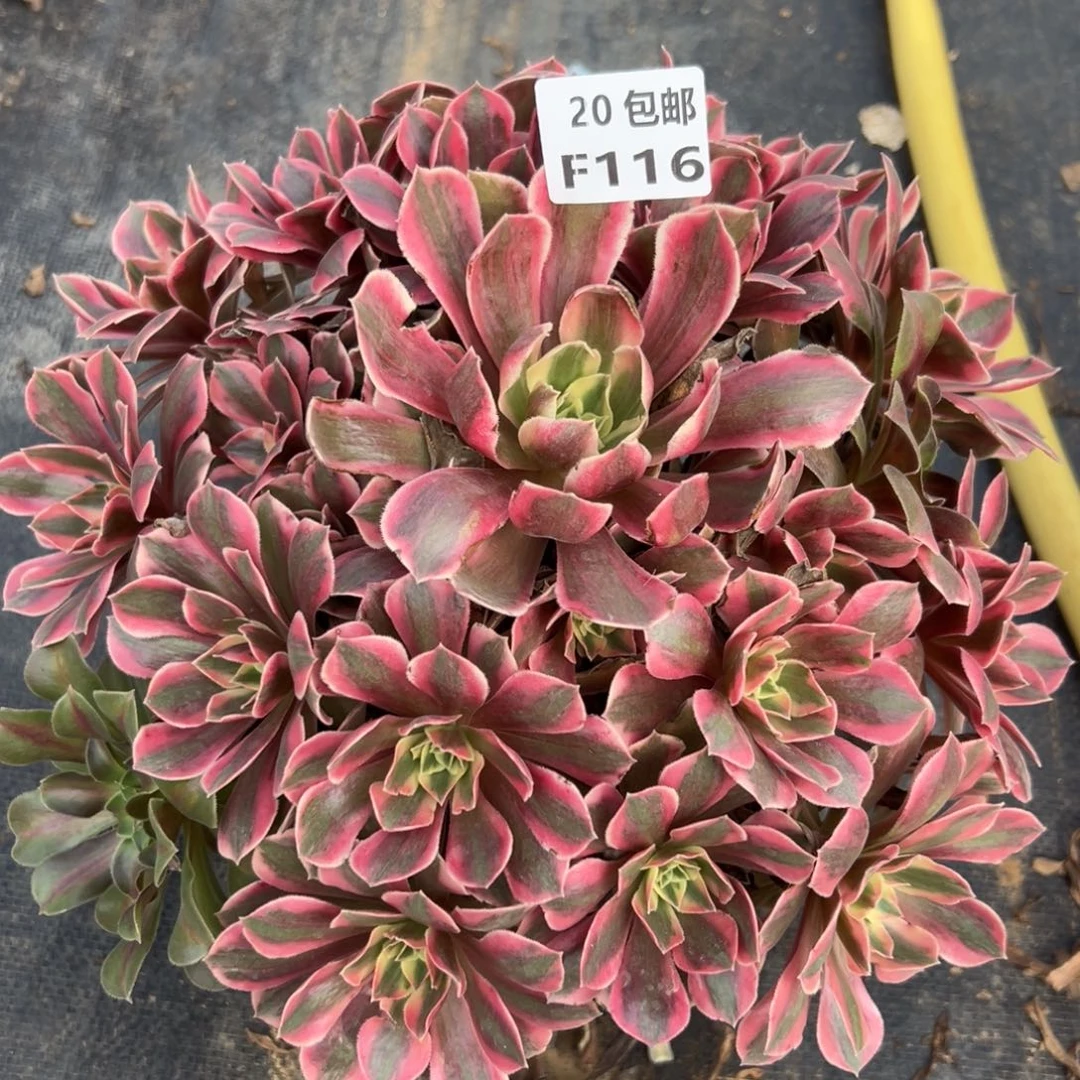 116女妖，多肉法师