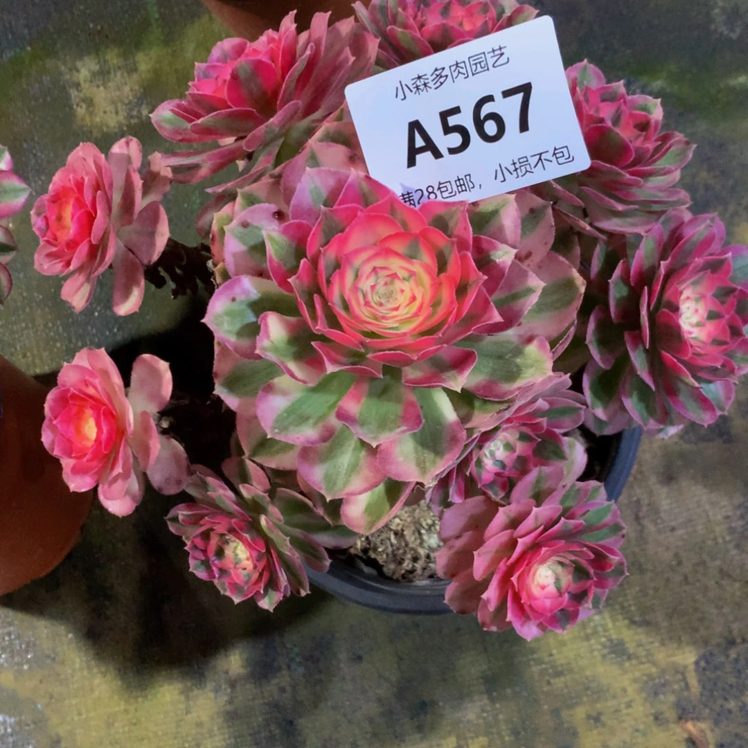 岁**暖567倾城888888888