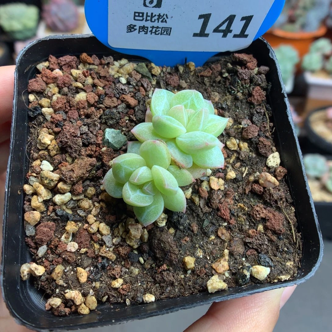 141双头冰玉石化多肉植物