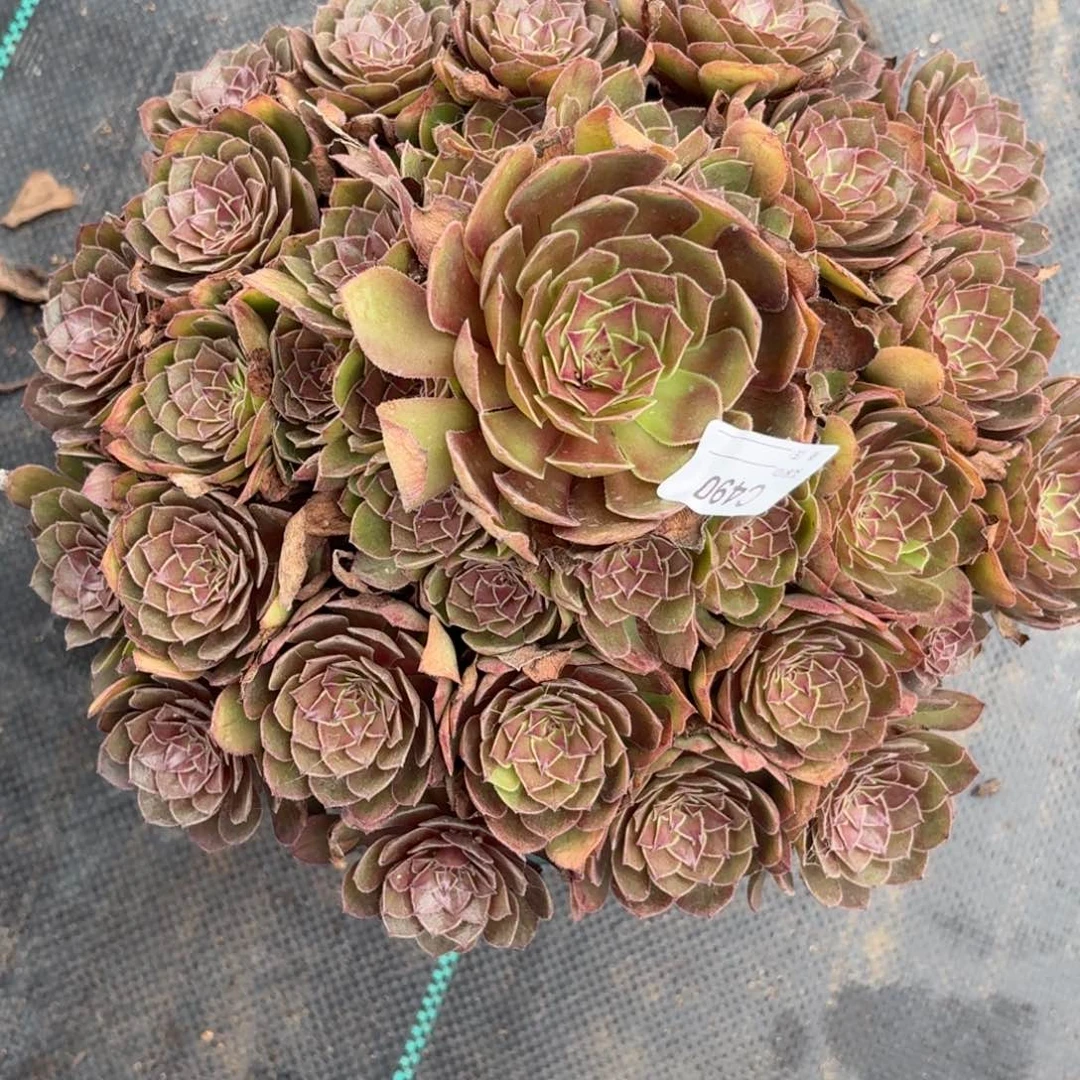 490红魔多肉植物寄养