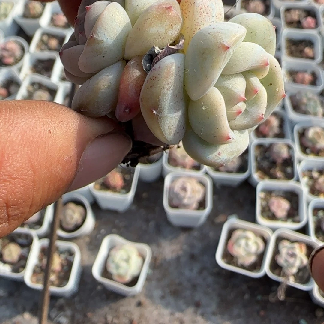 多肉小卡拉米糖心一物一拍