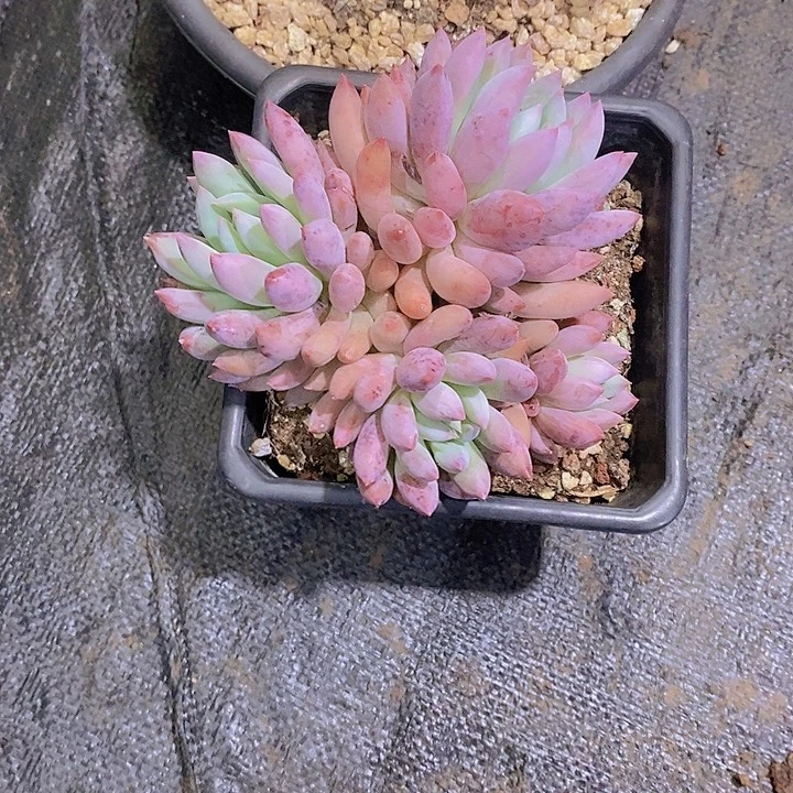 邓***࿐所罗门多肉植物老桩