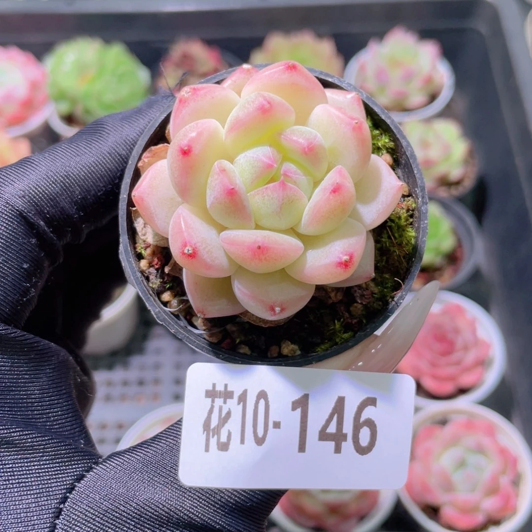 花利美10-146新品单头