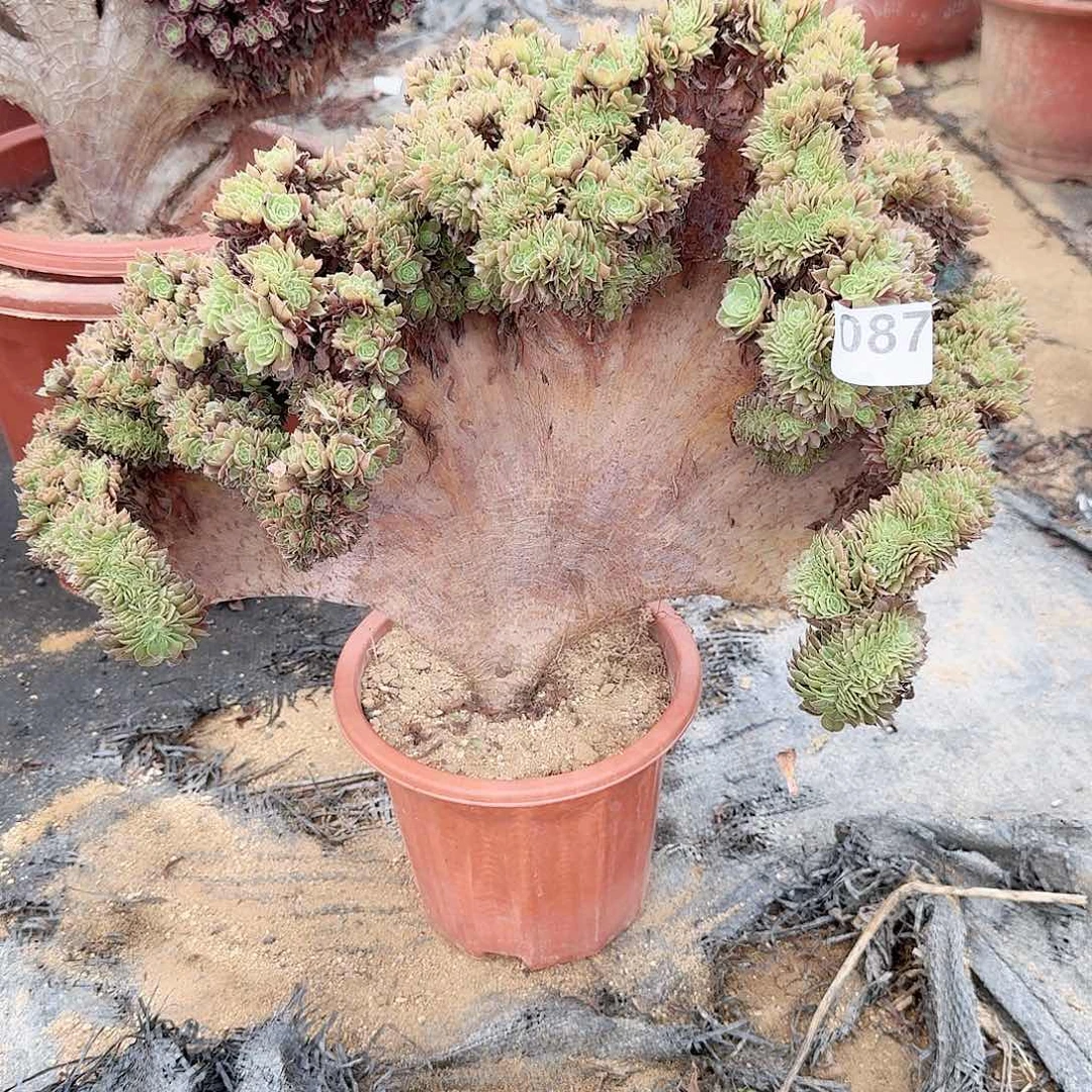 087万缀一颗呀呀呀呀