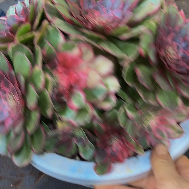 多肉植物黑膜锦715克