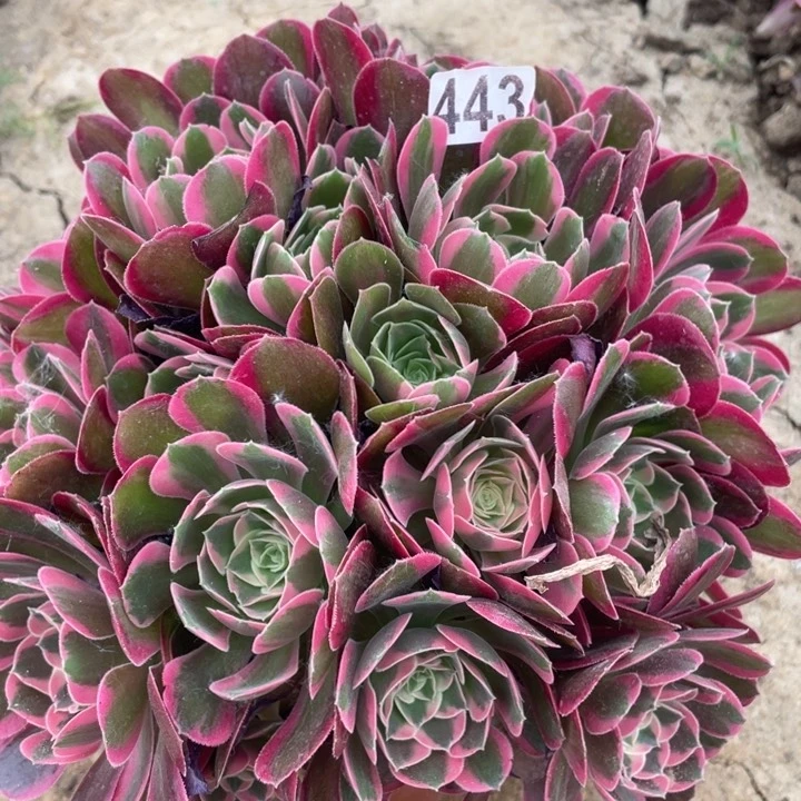 443多肉植物妖月