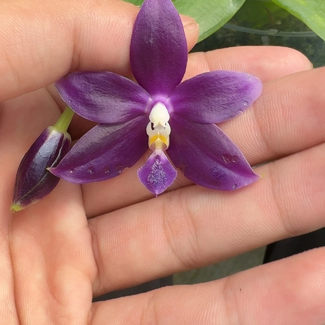 当前无花栽培后可以开花9204 瑕疵三寸ys1182