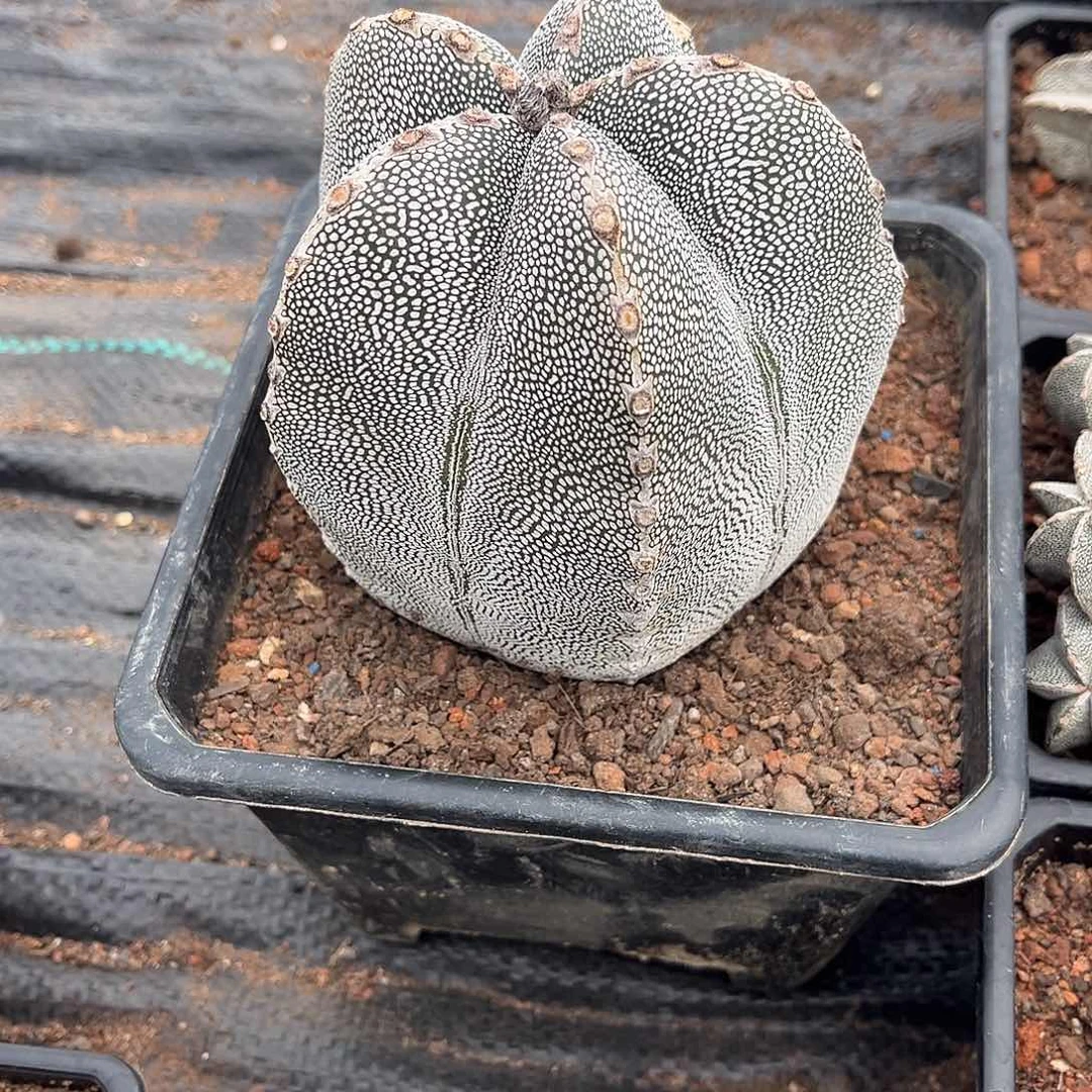 山**光1111111111111111