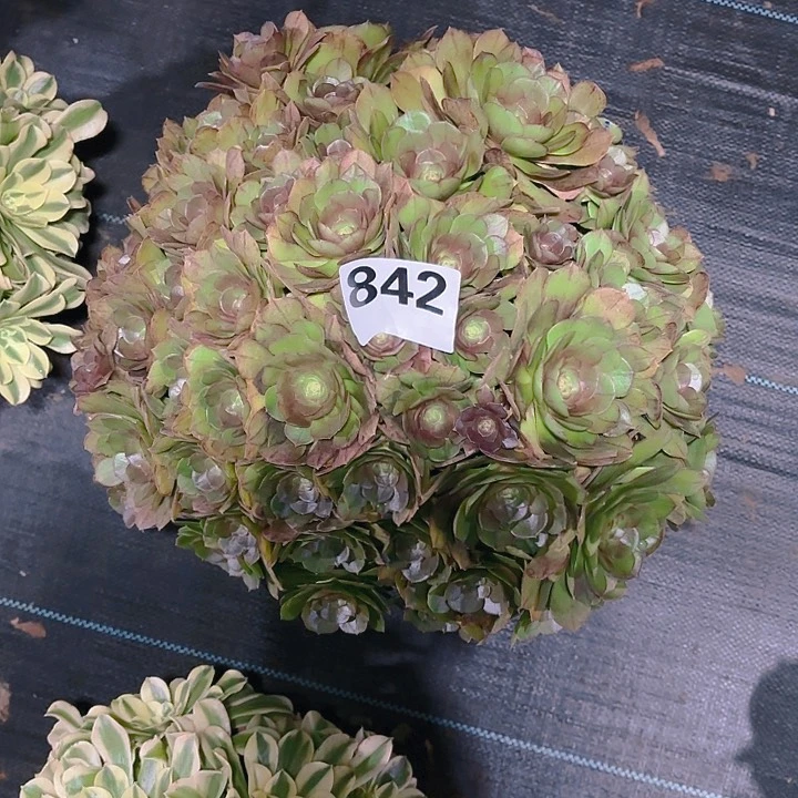 【闪购商品】842万圣节2-9