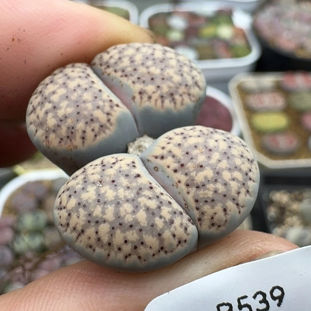 539多肉哈哈哈哈哈哈哈