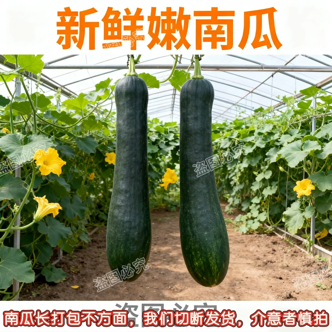 当季新鲜蔬菜嫩南瓜嫩瓜长南瓜农家新鲜青皮黑皮南瓜倭瓜嫩窝瓜