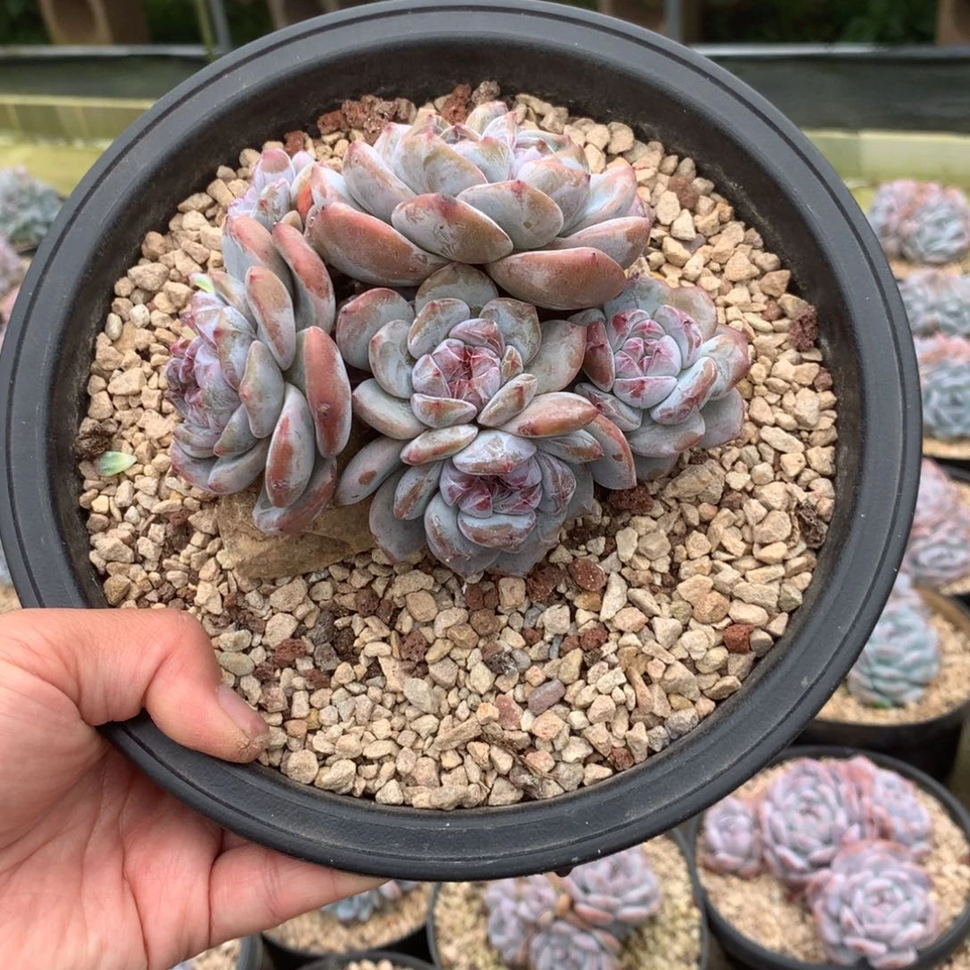无花朵哈哈哈哈哈哈哈哈3