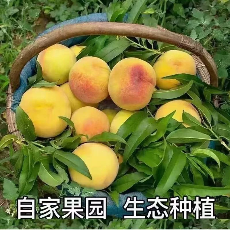 湖北枣阳锦绣黄桃新鲜当季水果原产地果园直采直发