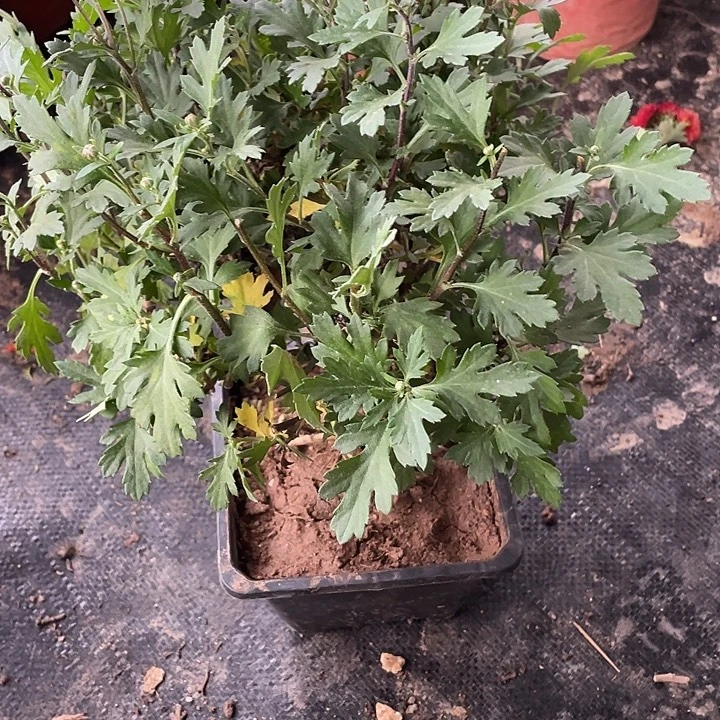 可***心完全开放68菊花菊花菊花