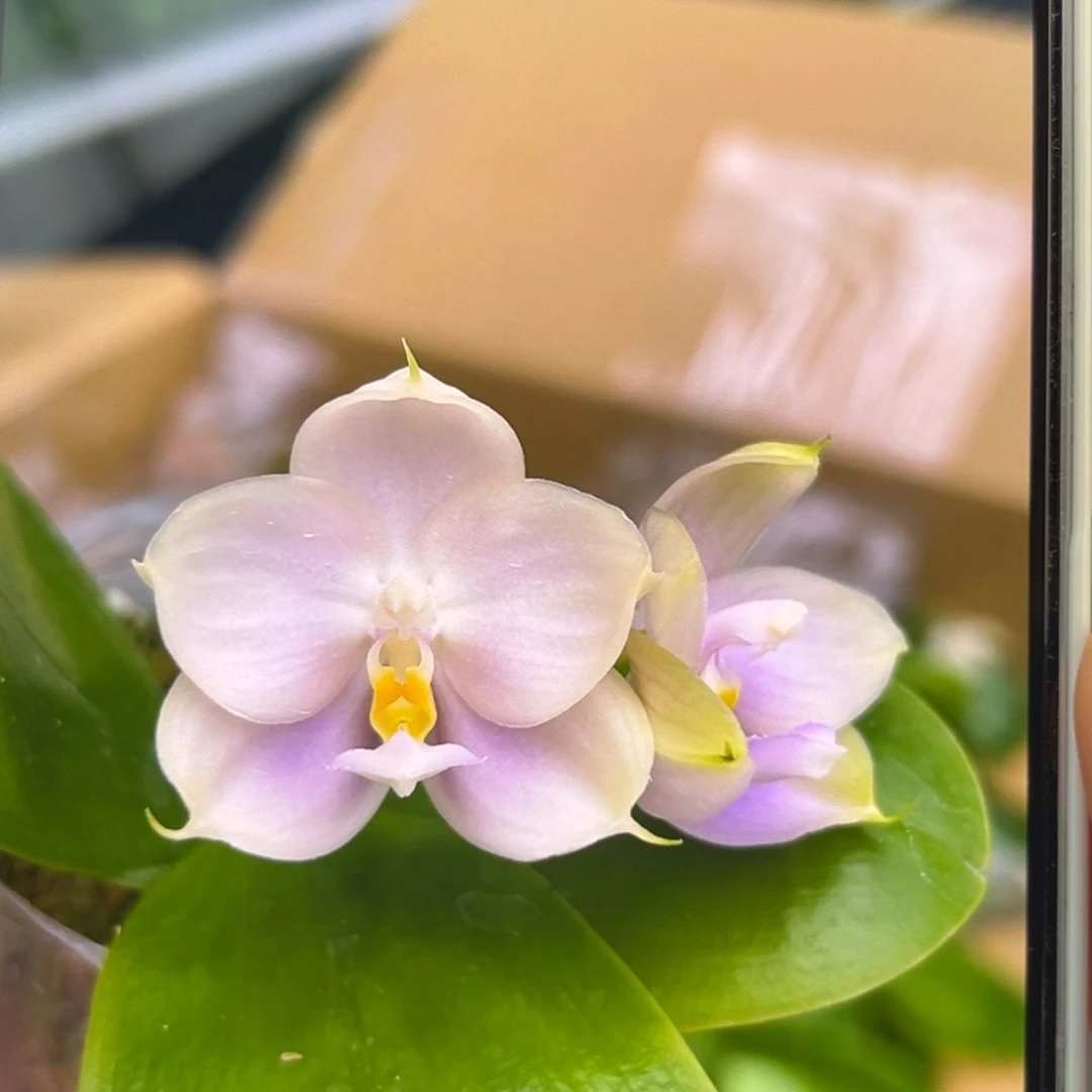 无花朵1.7寸紫珍珠苗